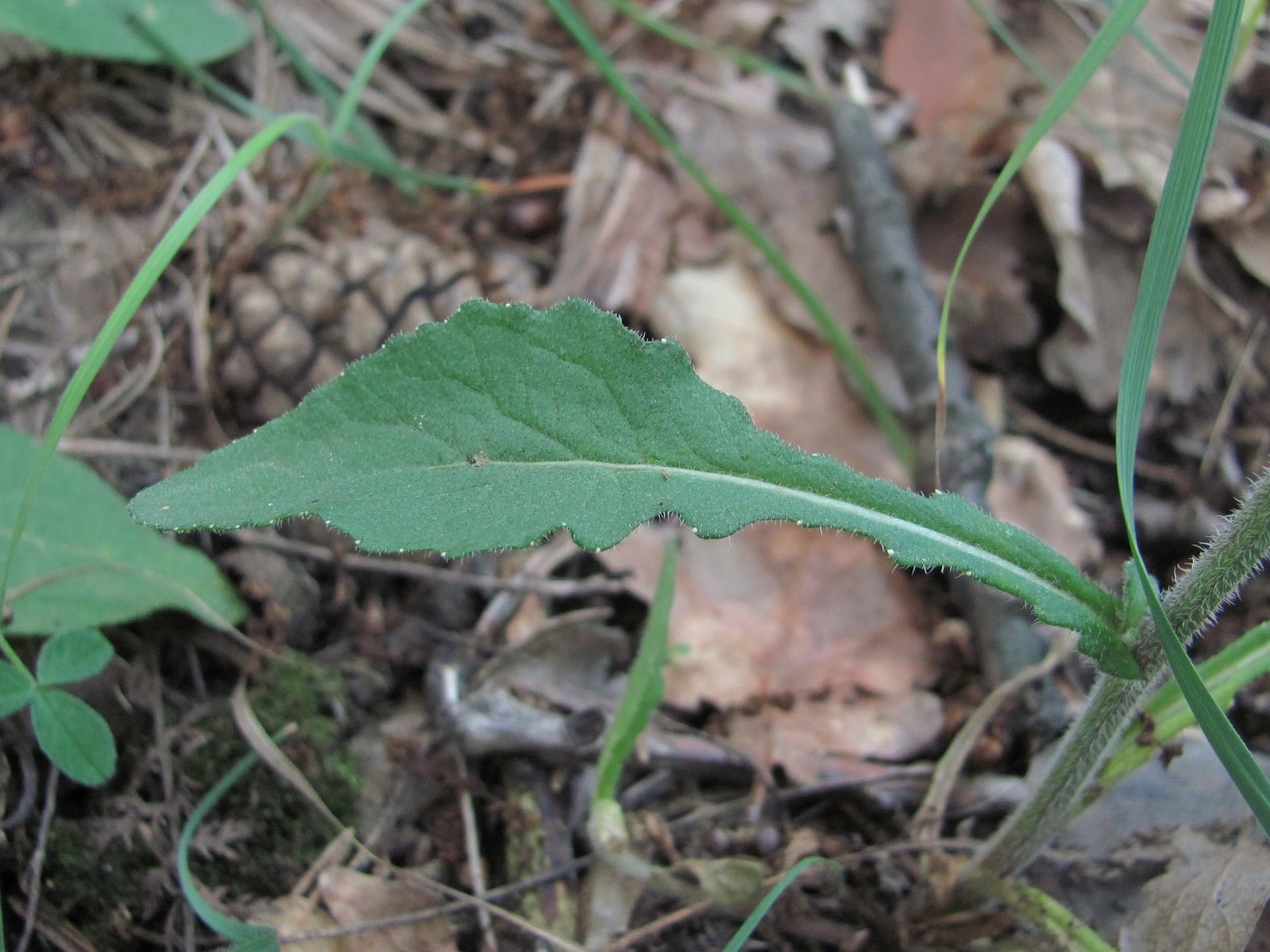 Image of Campanula charadzae specimen.