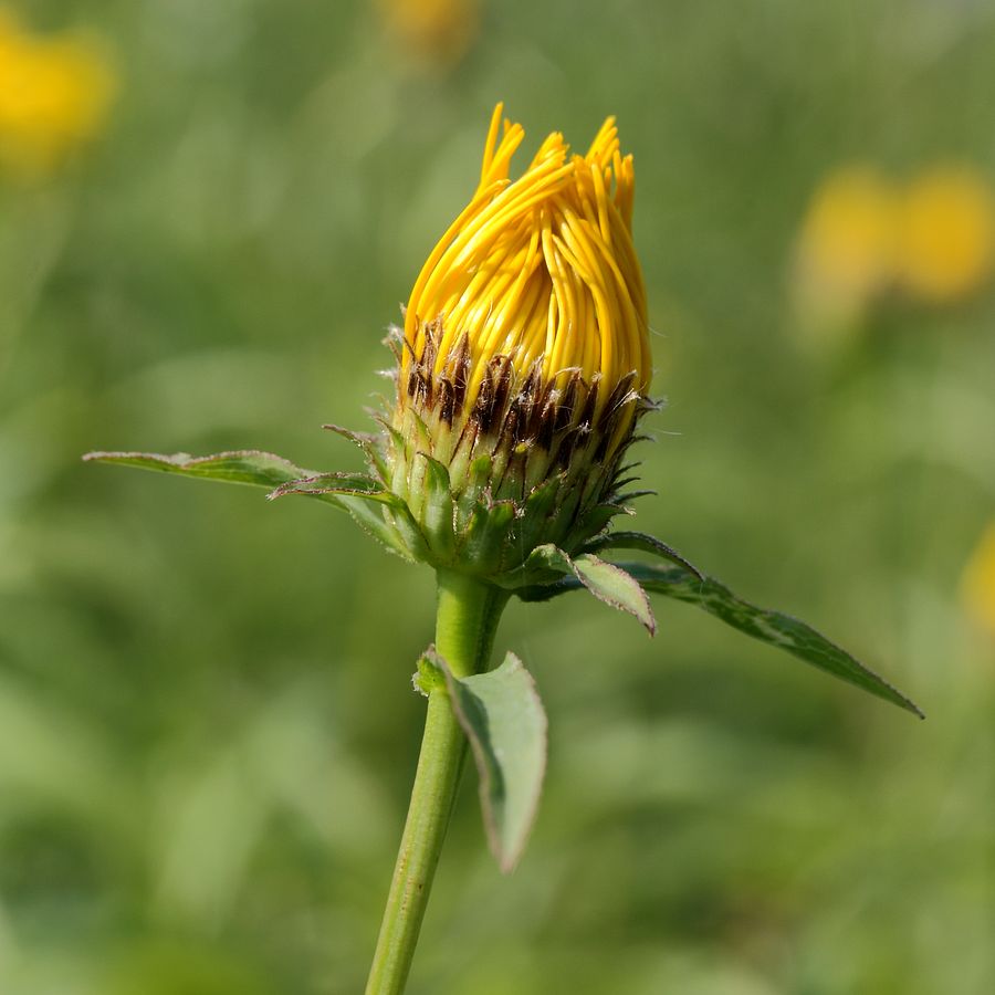 Image of Inula salicina specimen.