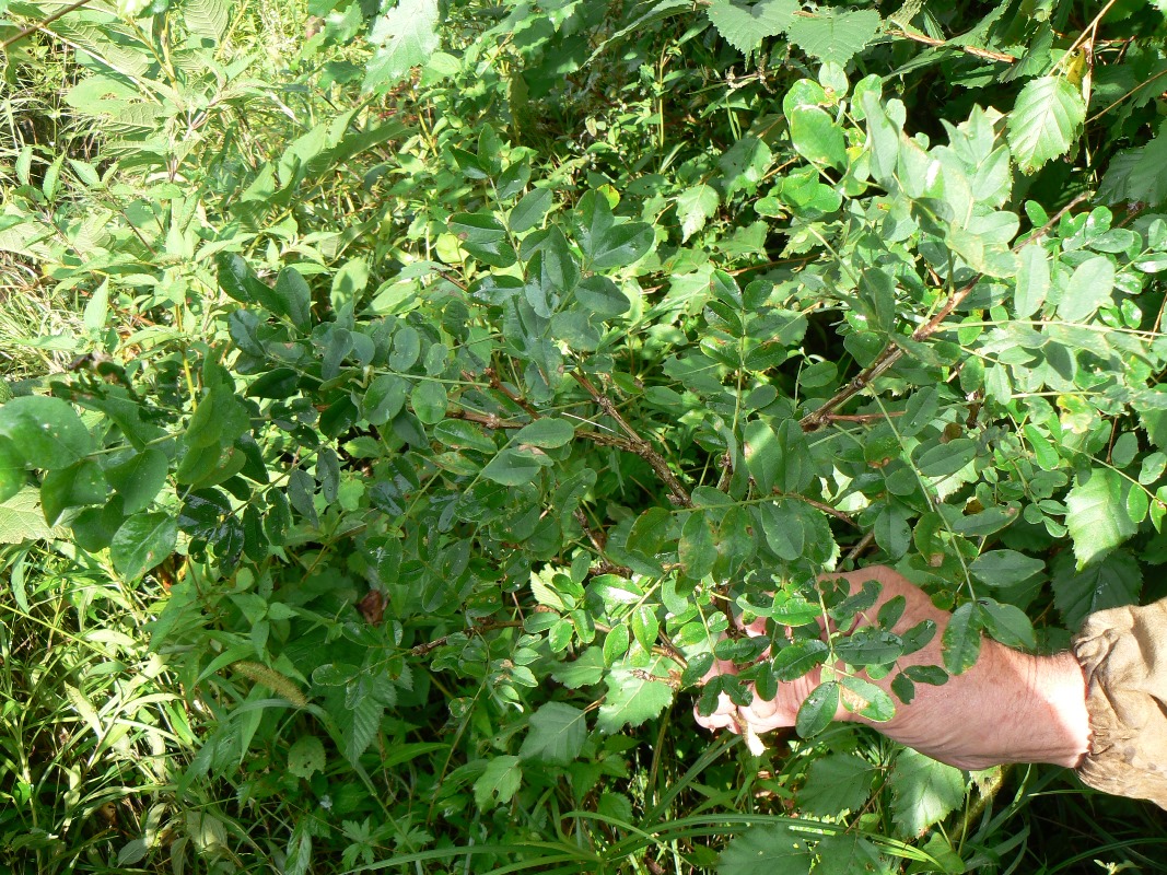 Image of Caragana arborescens specimen.