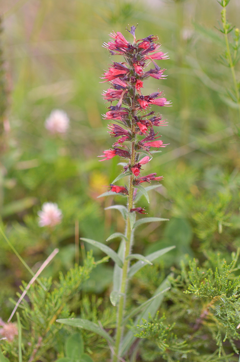 Изображение особи Echium russicum.