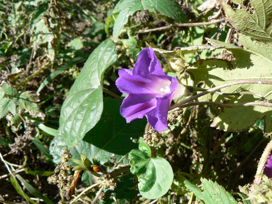 Изображение особи Ipomoea purpurea.