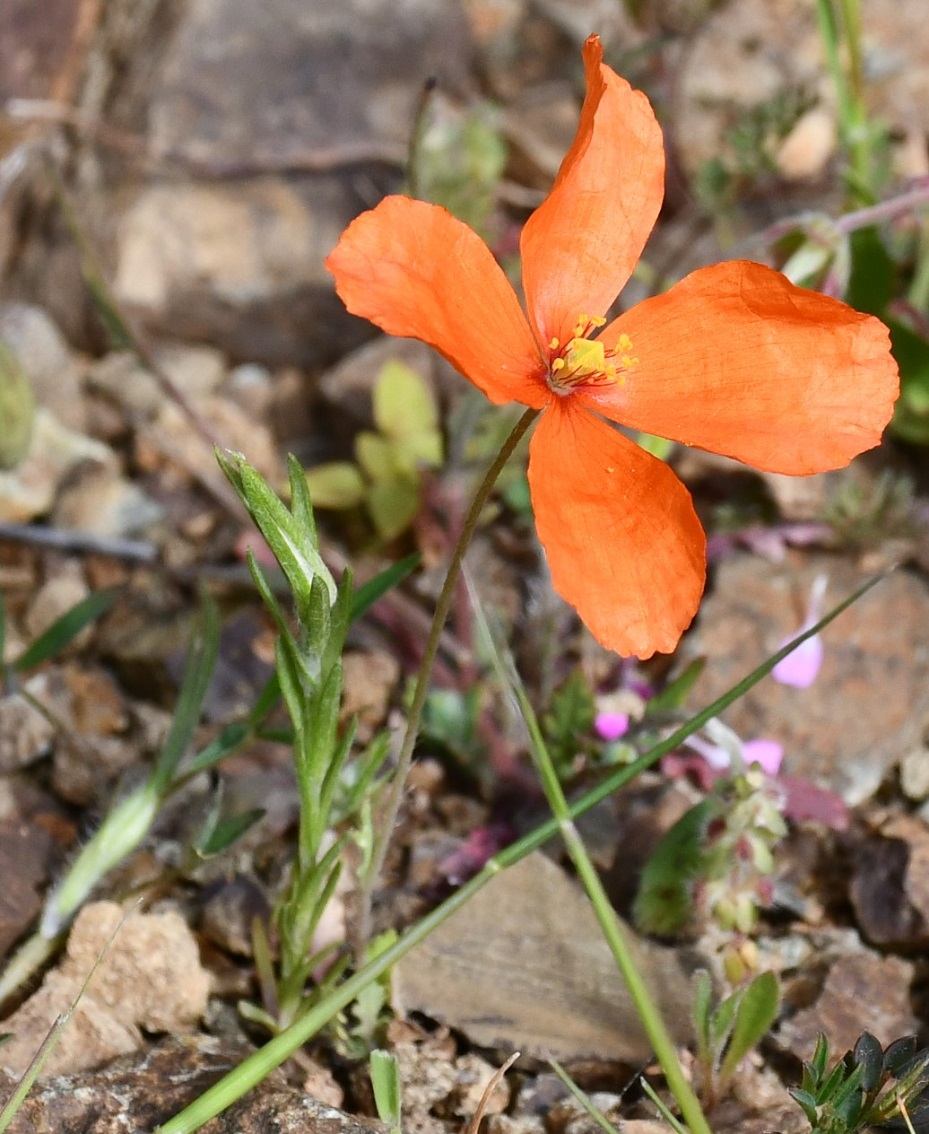 Изображение особи Papaver paphium.