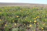 Tulipa suaveolens