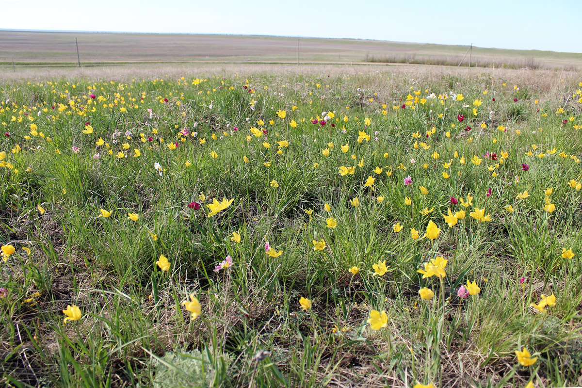 Изображение особи Tulipa suaveolens.