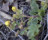 Potentilla humifusa