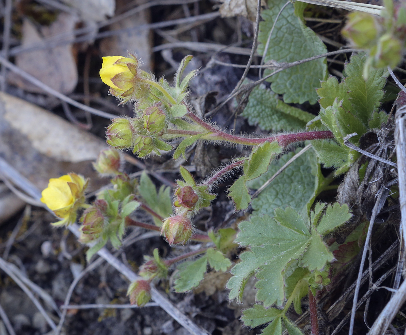 Image of Potentilla humifusa specimen.