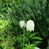 Fritillaria meleagris