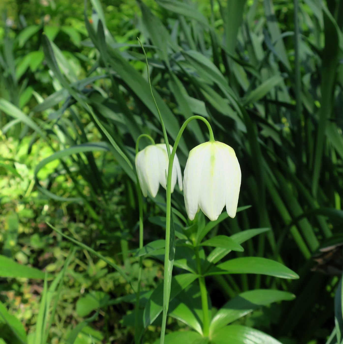 Image of Fritillaria meleagris specimen.