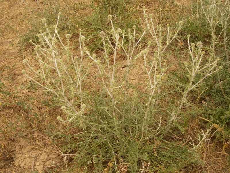 Image of Echinops albotomentosus specimen.