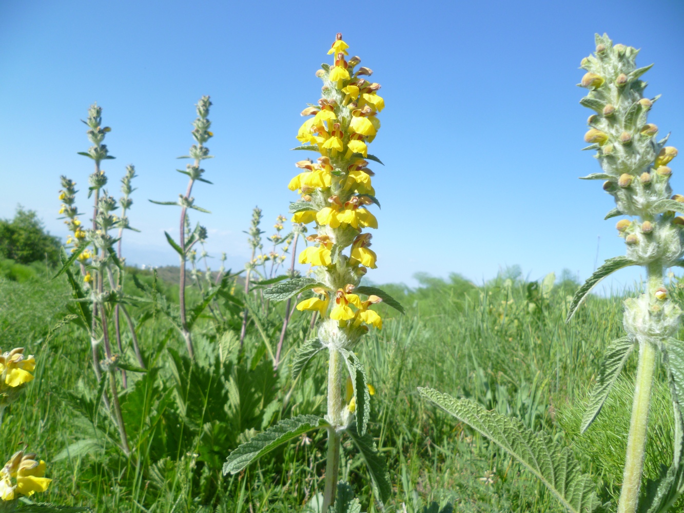 Image of Phlomoides baldschuanica specimen.