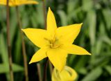 Tulipa biebersteiniana