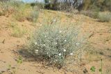 Convolvulus divaricatus. Цветущее растение. Узбекистан, Бухарская обл., окр. Караулбазара, черно-саксауловое редколесье. 5 мая 2022 г.