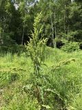 Rumex pseudonatronatus