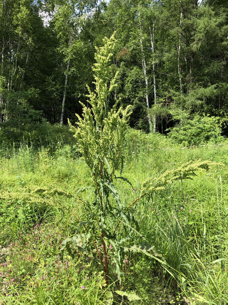 Изображение особи Rumex pseudonatronatus.