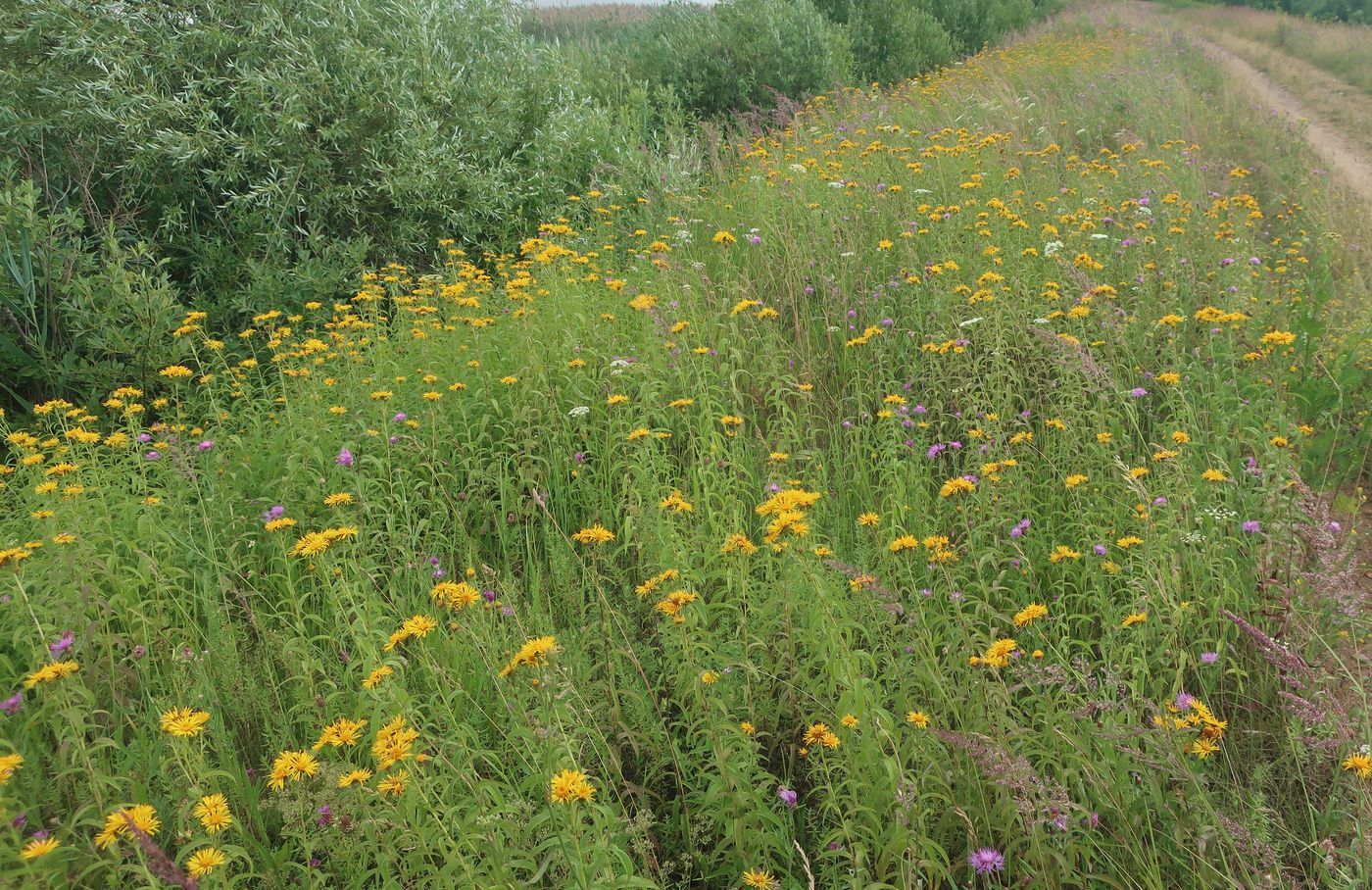 Изображение особи Inula salicina.