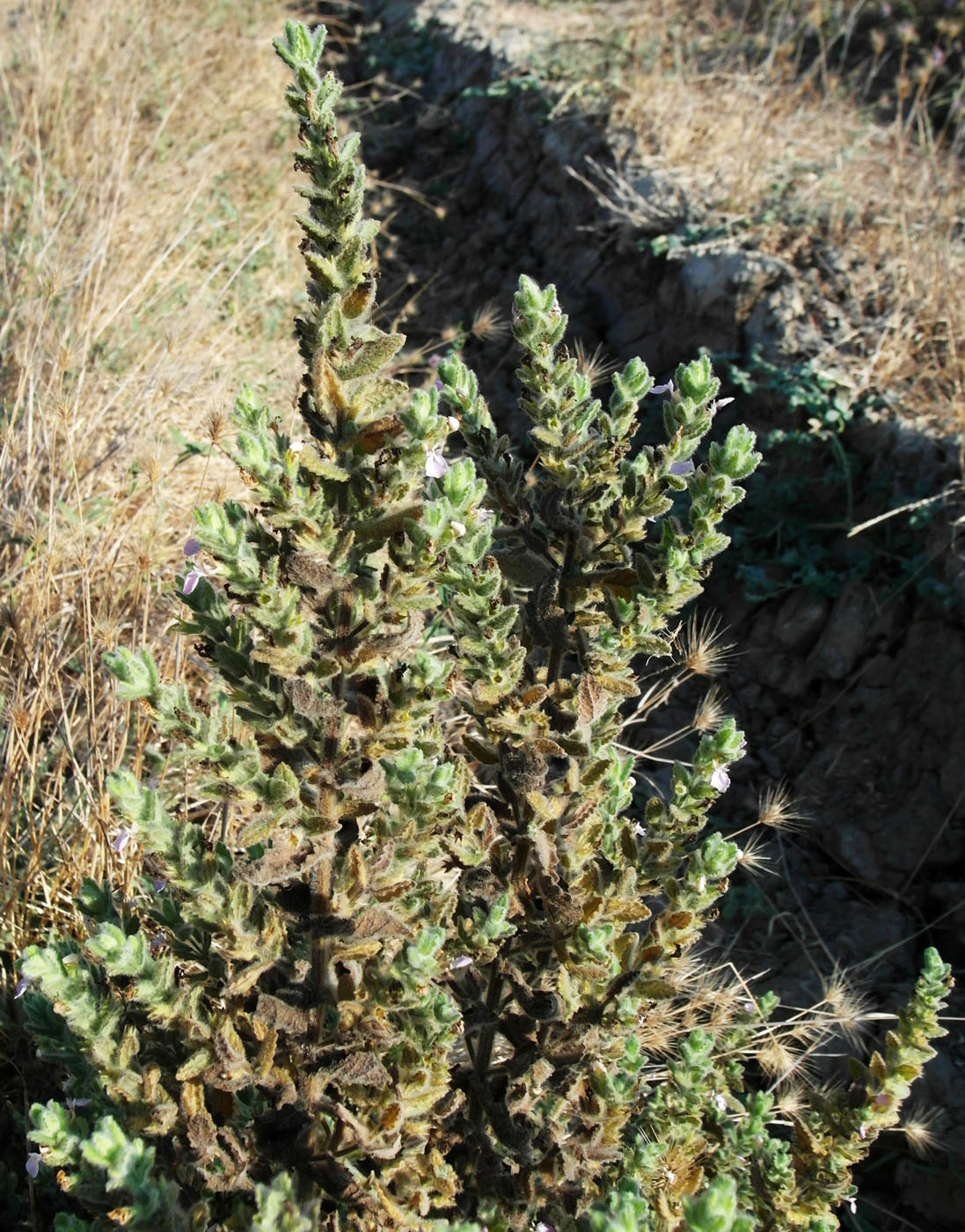 Image of Teucrium scordioides specimen.