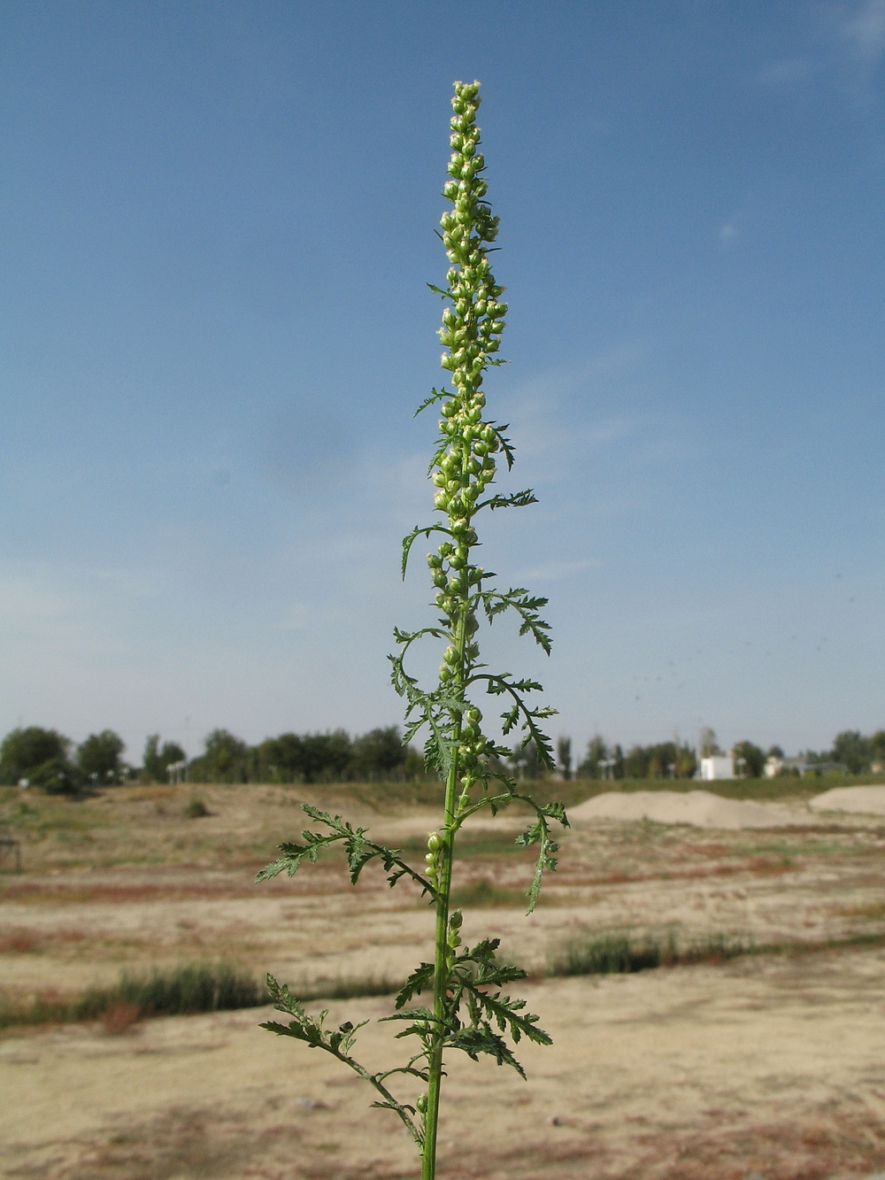 Image of Artemisia tournefortiana specimen.