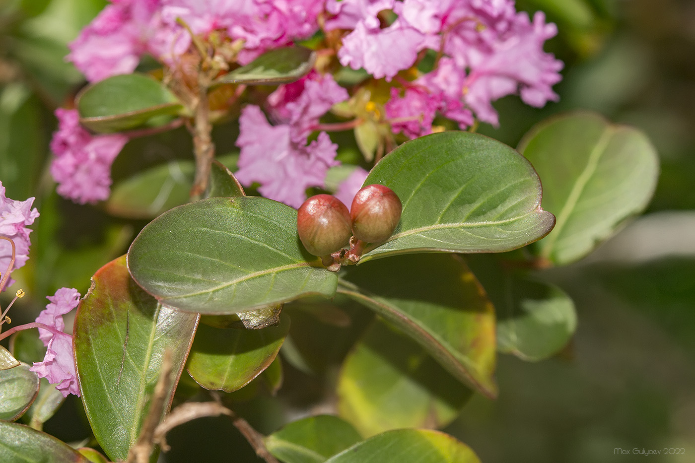 Изображение особи род Lagerstroemia.