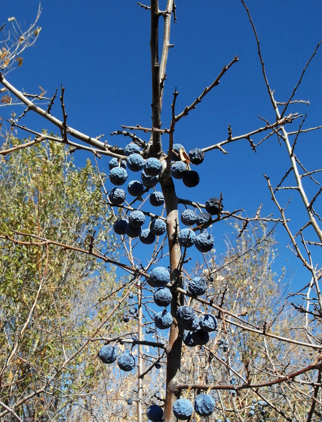 Image of Prunus spinosa specimen.