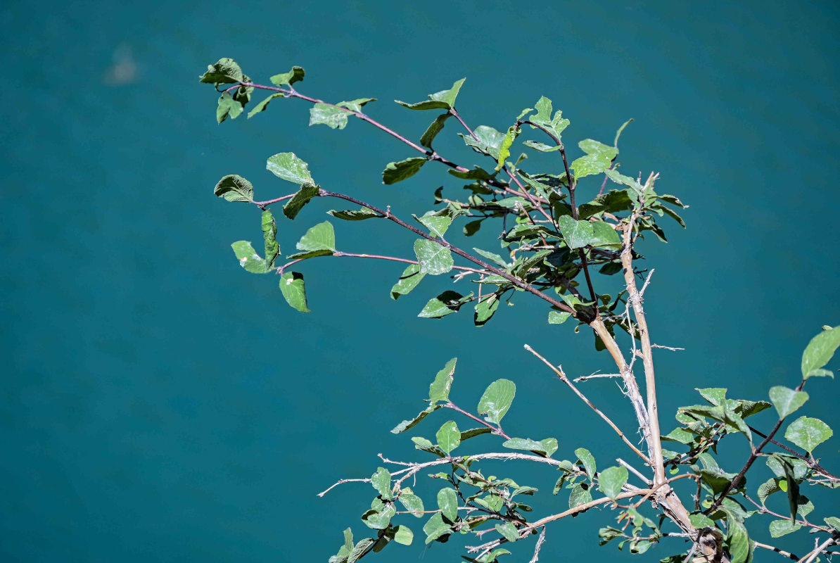 Изображение особи Lonicera altmannii.