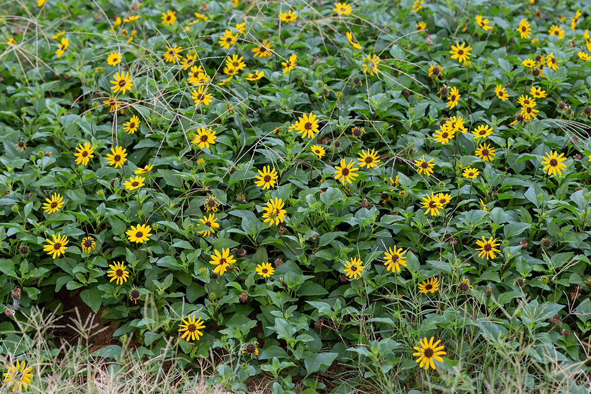 Изображение особи Helianthus debilis.