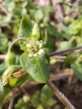 Stellaria media
