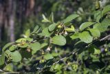 Cotoneaster melanocarpus. Часть веточки с цветками и бутонами. Пермский край, Кунгурский р-н, правый берег р. Сылва, ур. Камень Ермак, берёзово-сосновый лес, опушка. 04.06.2022.