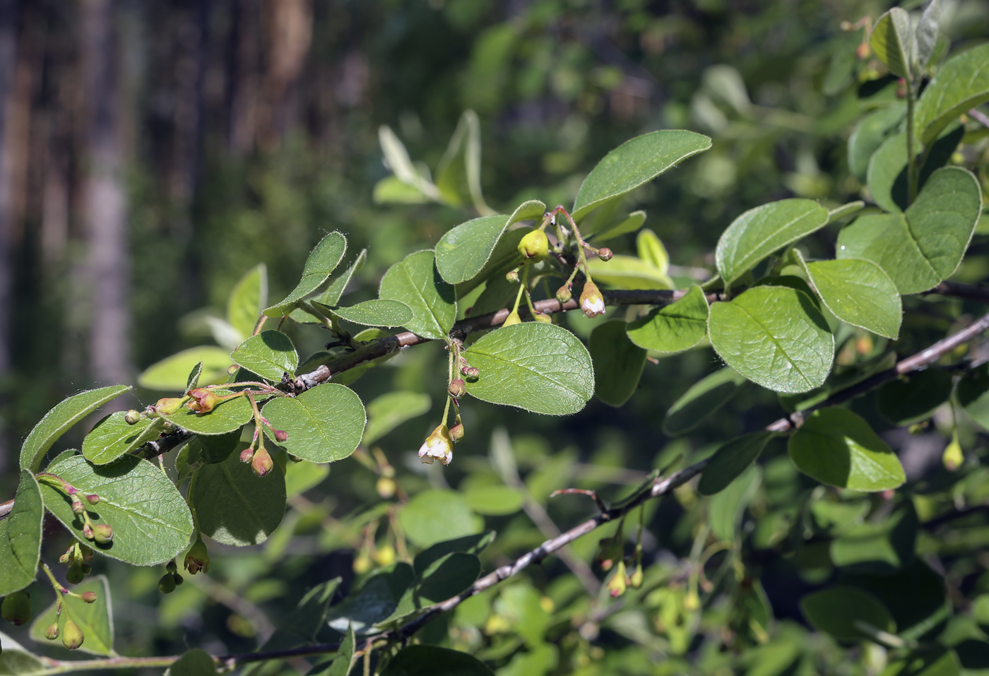 Image of Cotoneaster melanocarpus specimen.