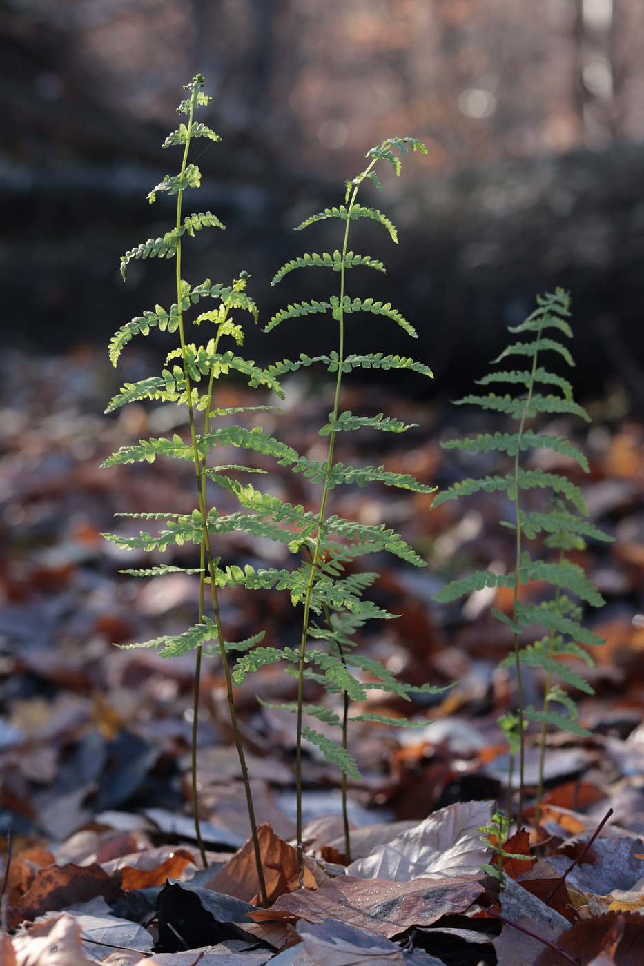 Изображение особи Thelypteris palustris.