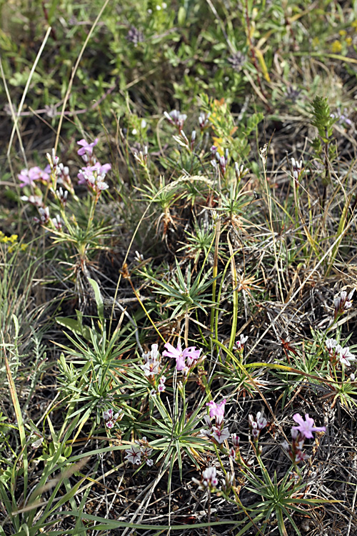 Image of Acantholimon alberti specimen.