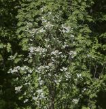 Sorbus aria. Крона отцветающего растения. Ярославская обл., г. Переславль-Залесский, дендрологический парк им. С. Ф. Харитонова, в культуре. 12.06.2022.