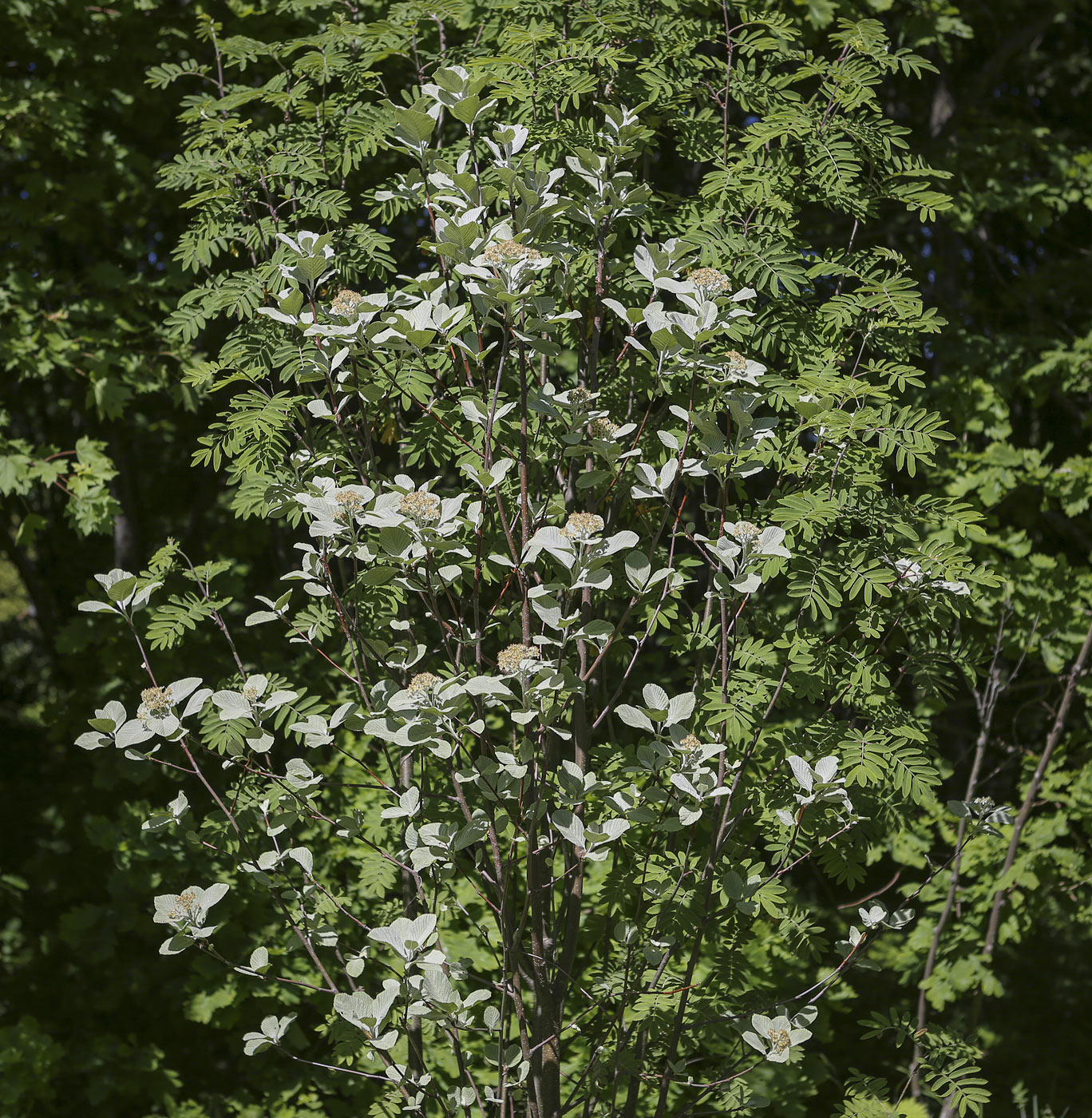 Image of Sorbus aria specimen.