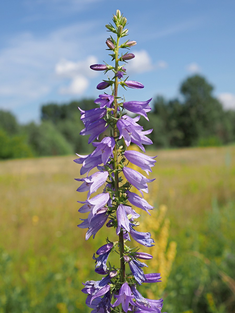 Изображение особи Campanula bononiensis.