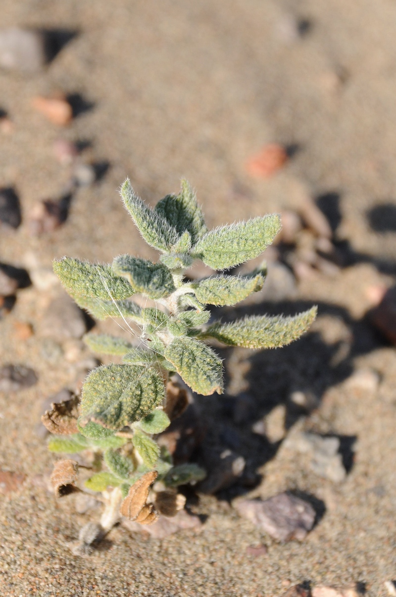 Image of Heliotropium arguzioides specimen.