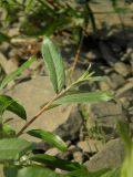 Salix bebbiana. Часть молодого побега. Красноярский край, Эвенкийский р-н, государственный природный заповедник \"Тунгусский\", окр. устья р. Чамба, каменистый берег р. Подкаменная Тунгуска. 25.06.2019.