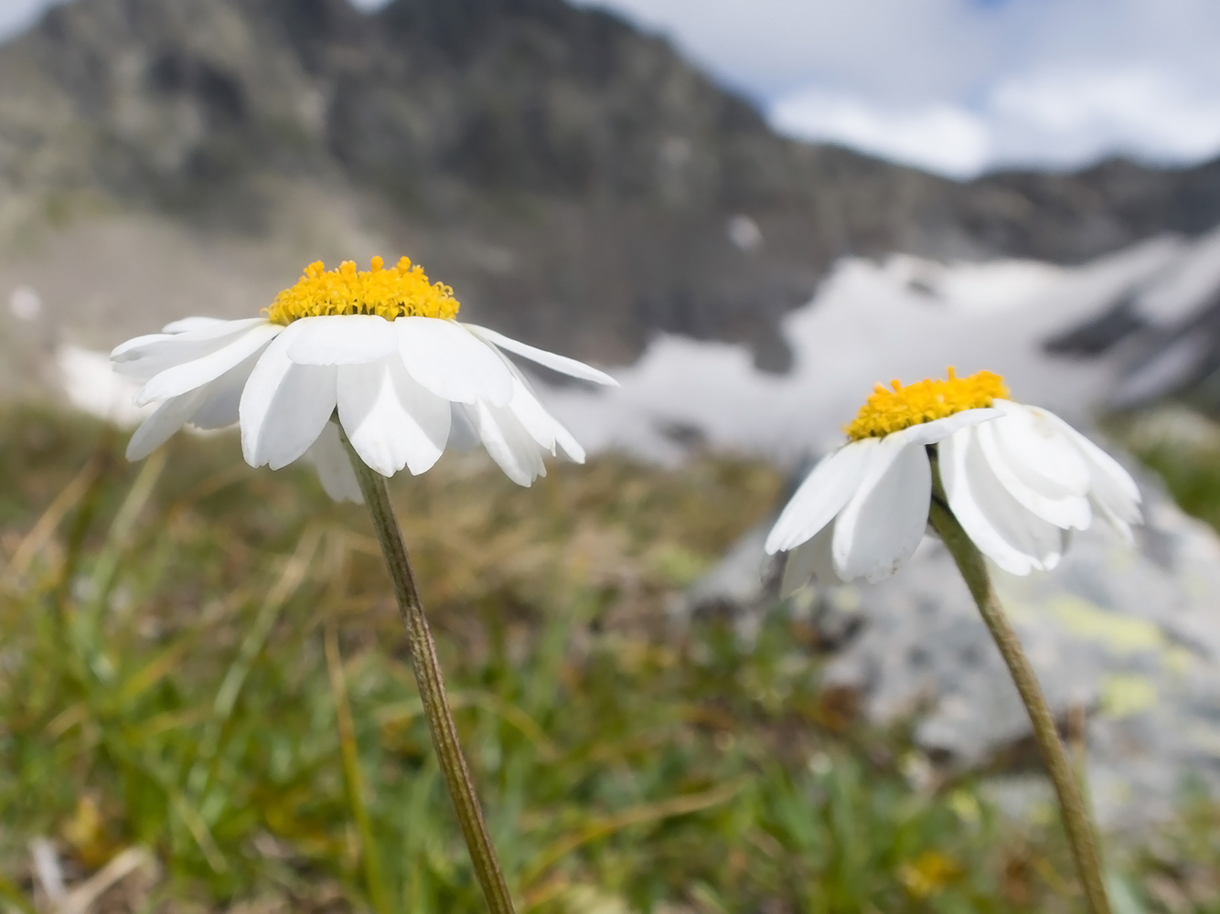 Image of Anthemis saportana specimen.