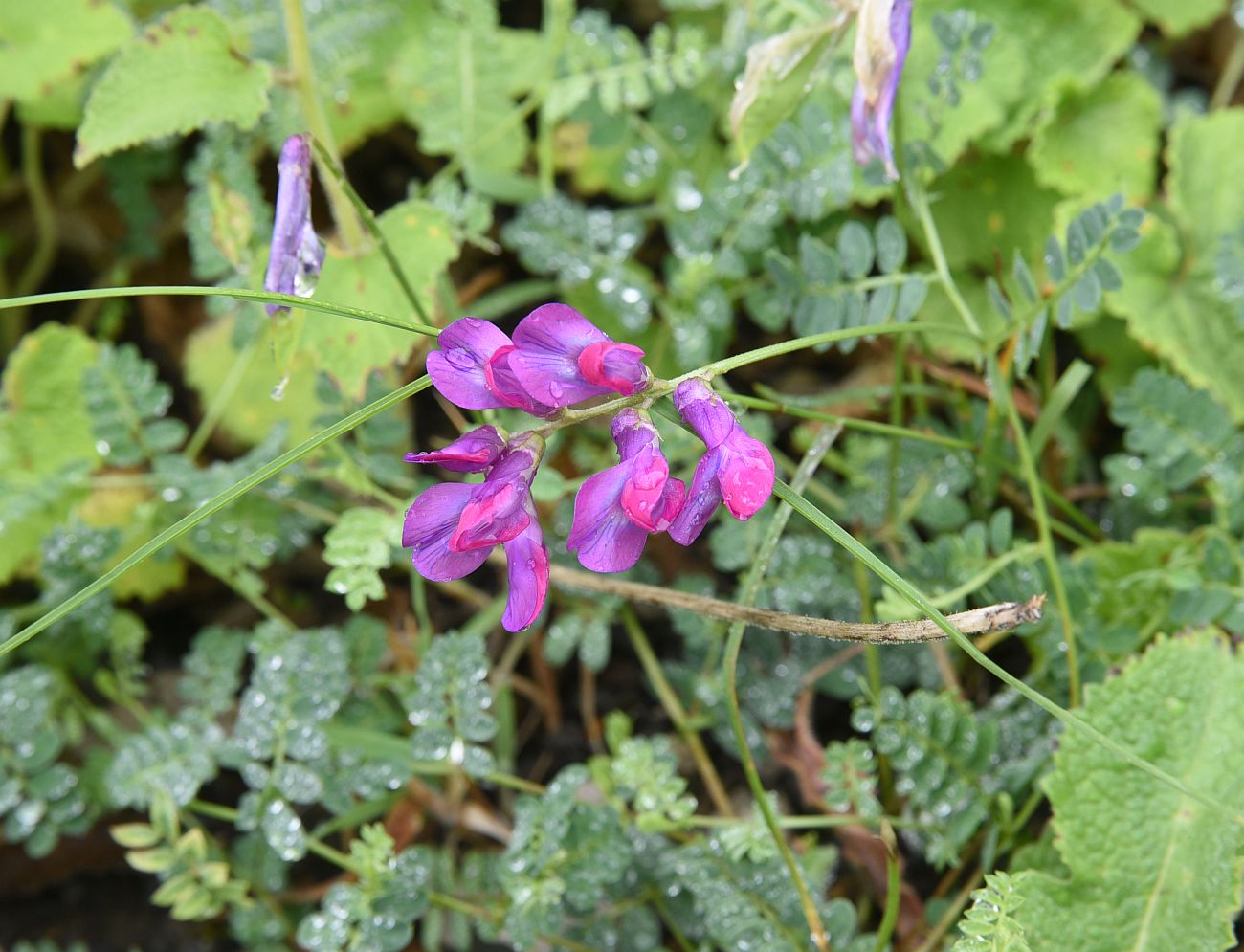 Изображение особи Vicia alpestris.