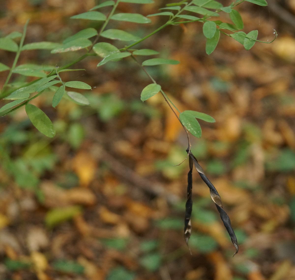 Image of Lathyrus niger specimen.