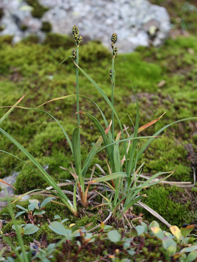 Image of Carex bigelowii specimen.