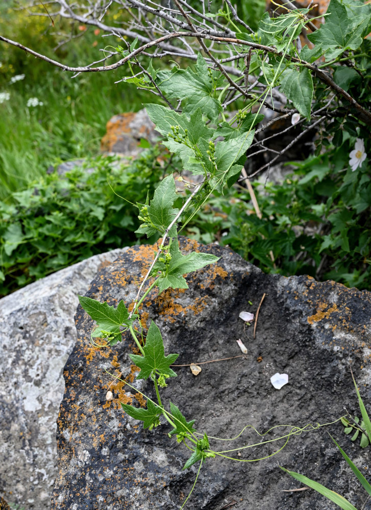 Image of Bryonia alba specimen.