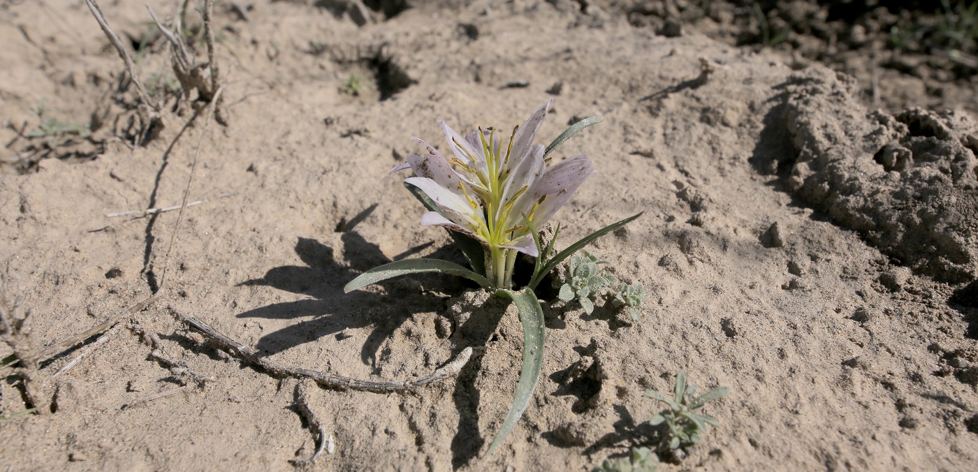 Image of Merendera robusta specimen.