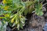 Astragalus lithophilus