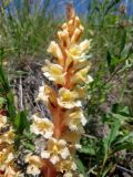 Orobanche centaurina. Соцветие (хозяин - предположительно Rhaponticoides ruthenica). Татарстан, Новошешминский р-н, окр. пос. Совхоз «Красный Октябрь», памятник природы \"Склоны Коржинского\", степь. 10.07.2022.