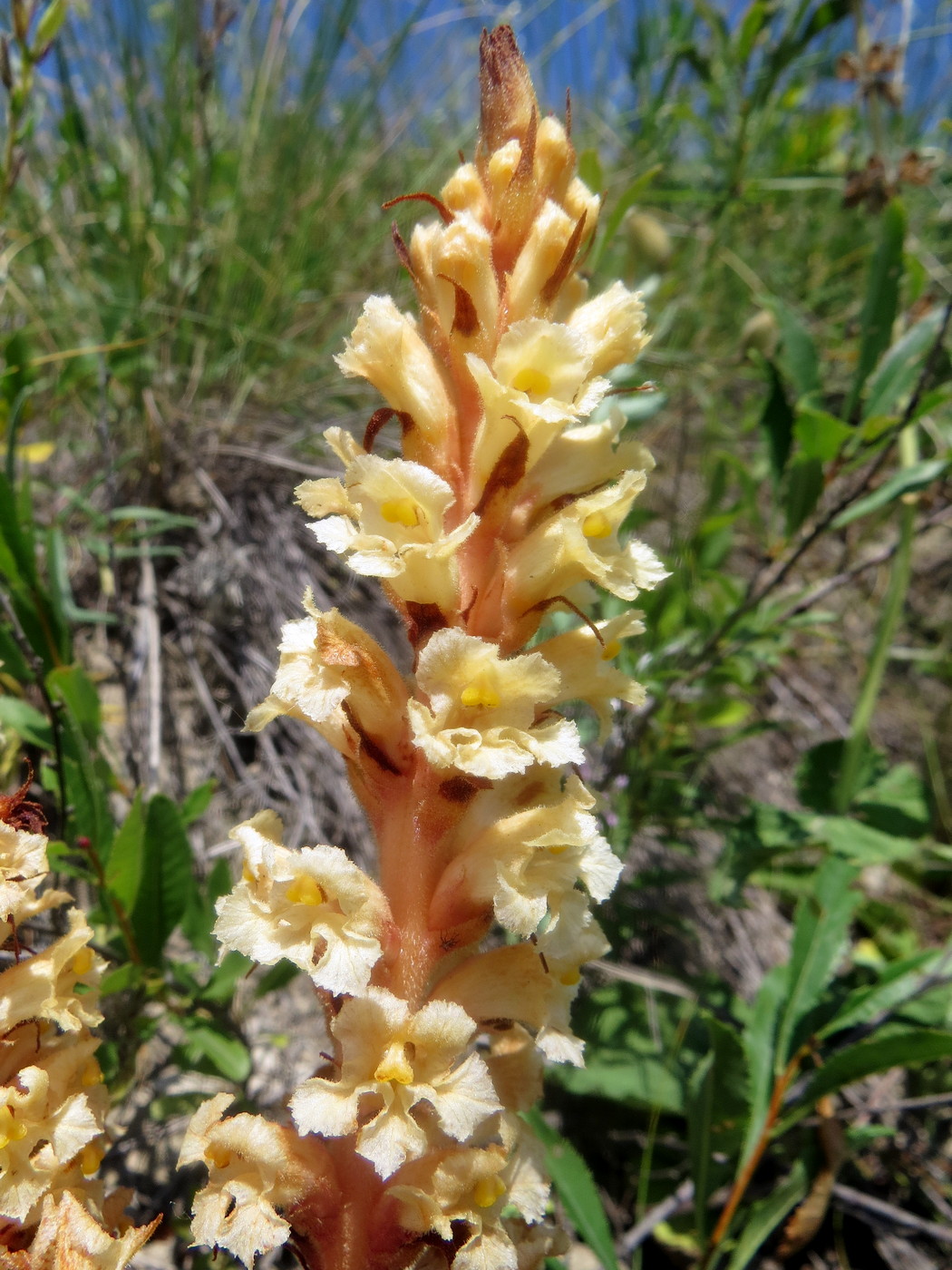 Image of Orobanche centaurina specimen.