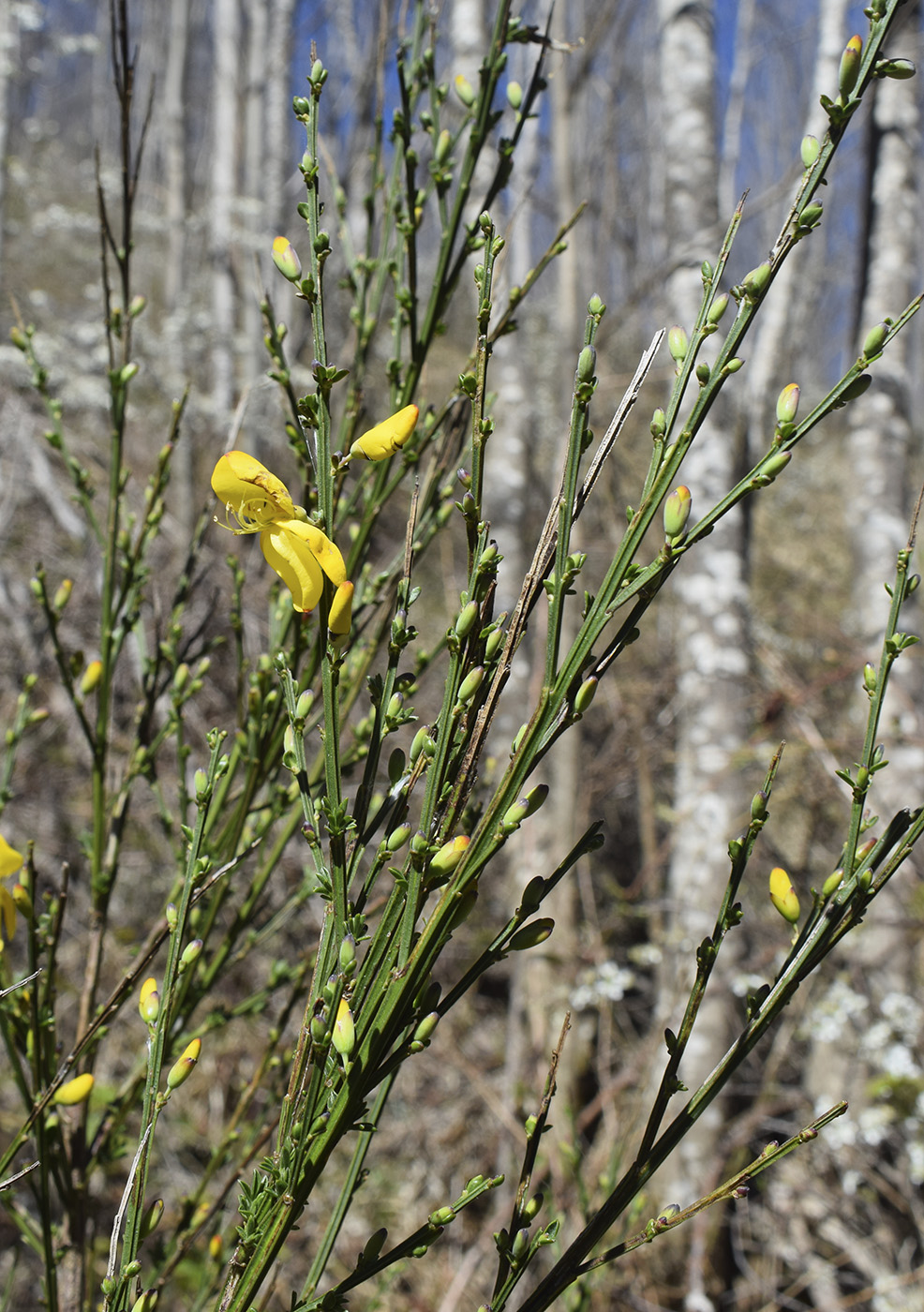 Image of Sarothamnus scoparius specimen.