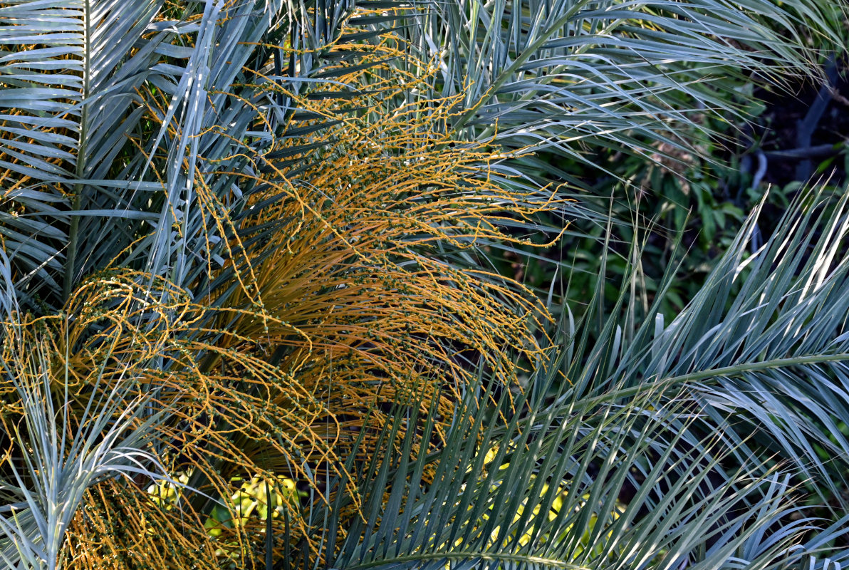 Изображение особи Phoenix dactylifera.