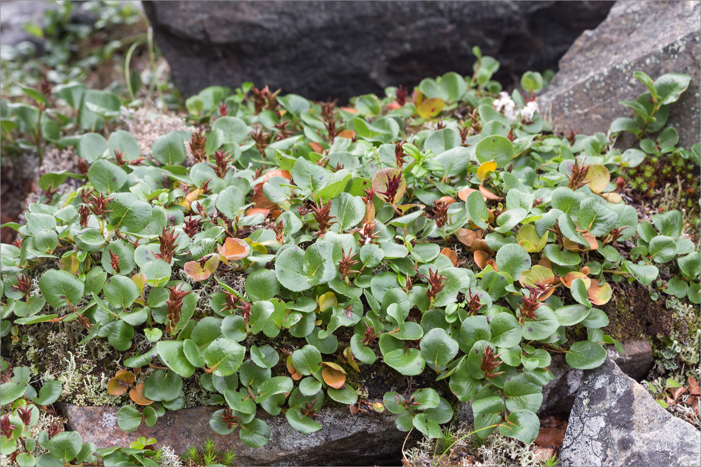 Изображение особи Salix herbacea.