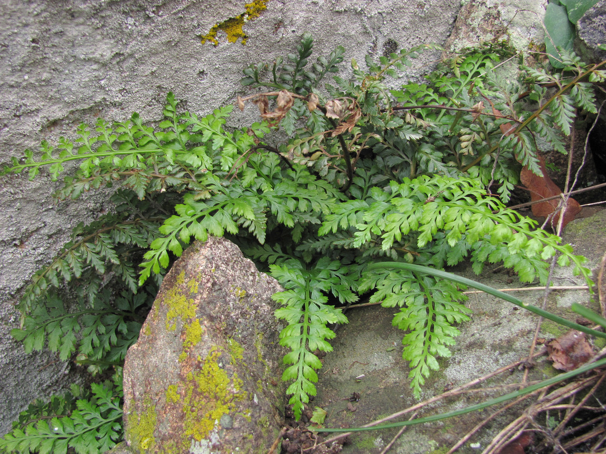 Image of Asplenium billotii specimen.