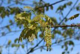 Quercus rubra. Верхушка побега с мужскими соцветиями. Санкт-Петербург, Кировский р-н, в культуре. 20.05.2023.