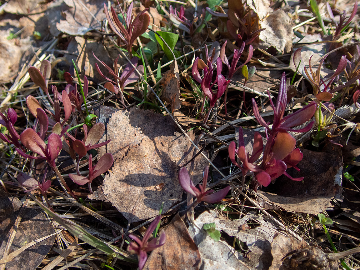Image of Melampyrum nemorosum specimen.
